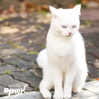 nonton meow the secret boy sub indo