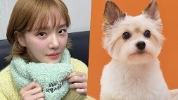 nonton streaming download drakorindo a good day to be a dog sub indo viu