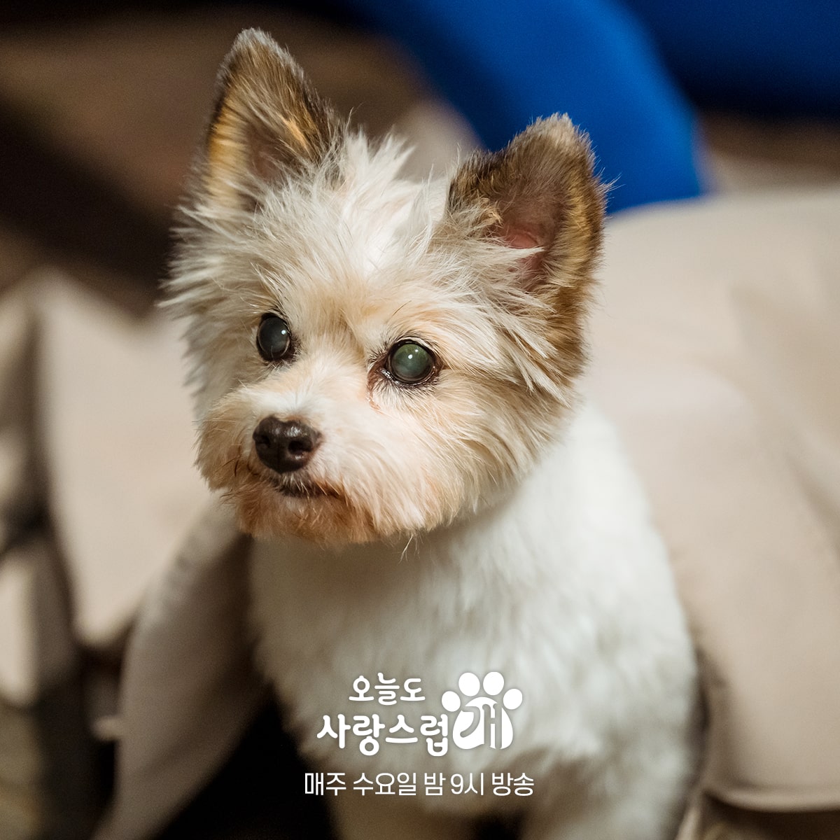 nonton streaming download drakorindo a good day to be a dog sub indo viu