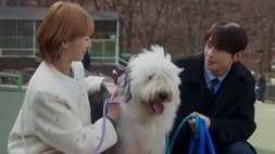 nonton streaming download drakorindo a good day to be a dog sub indo viu