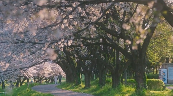 nonton streaming download drakorindo what comes after love sub indo viu