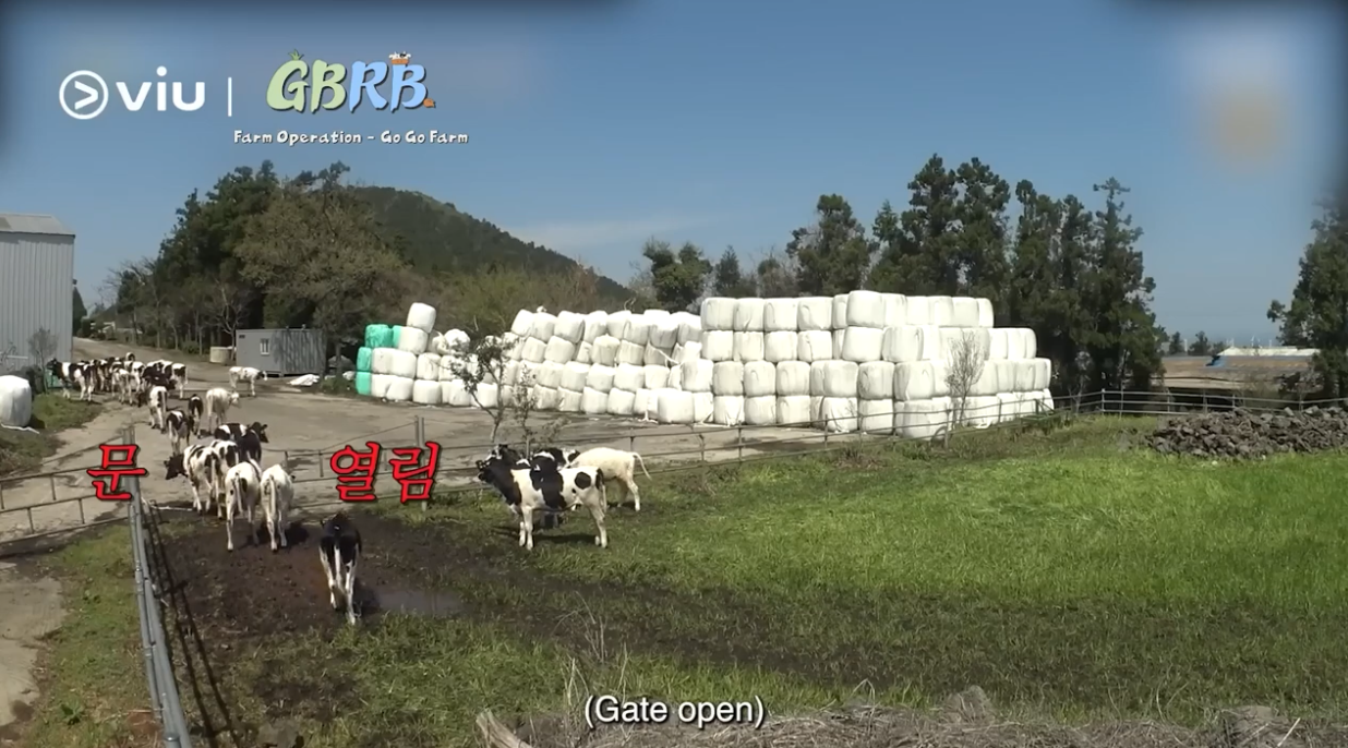 GBRB Farm Operation - Go Go Farm k variety shows viu australia new zealand 콩콩팜팜 种豆得豆 做Farm得Farm 动物农场 CJ Korean Variety Kim Woo Bin Lee Kwang Soo Doh Kyung Soo -10